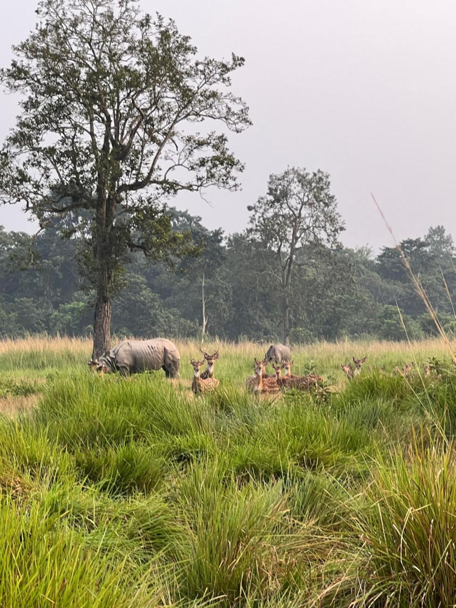 Hotel Chitwan Park Village Sauraha Exterior photo